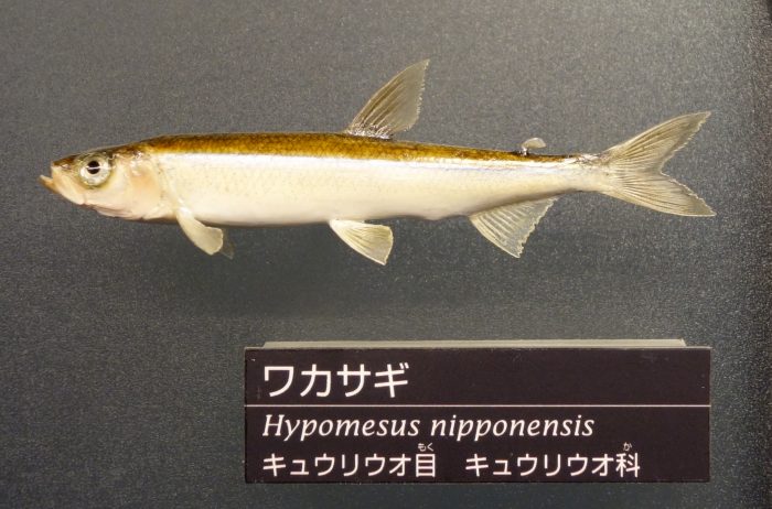 Hypomesus_nipponensis_-_National_Museum_of_Nature_and_Science,_Tokyo_-_DSC06856