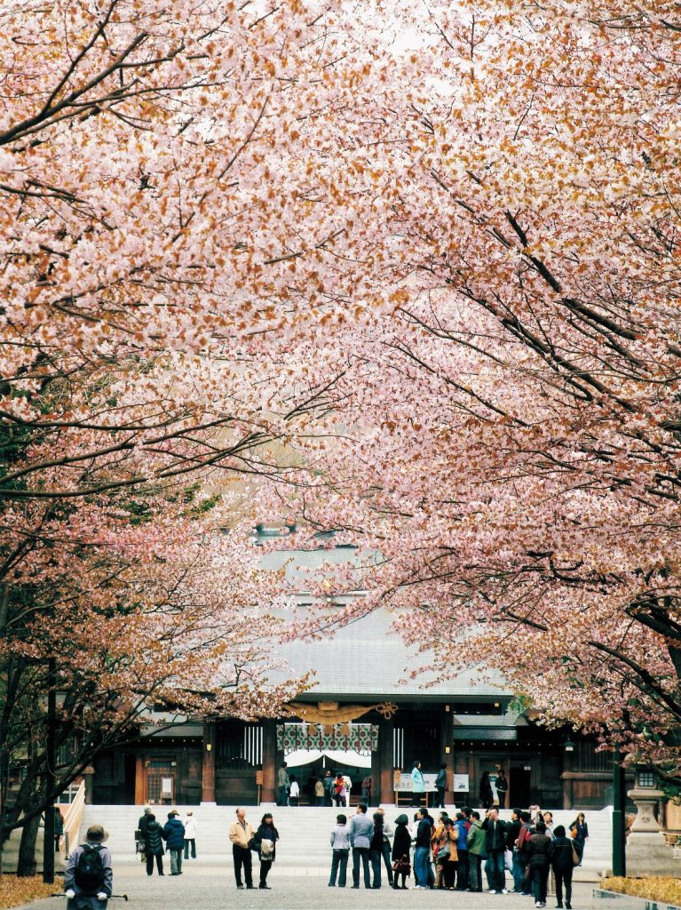 Hokkaido shrine sakura